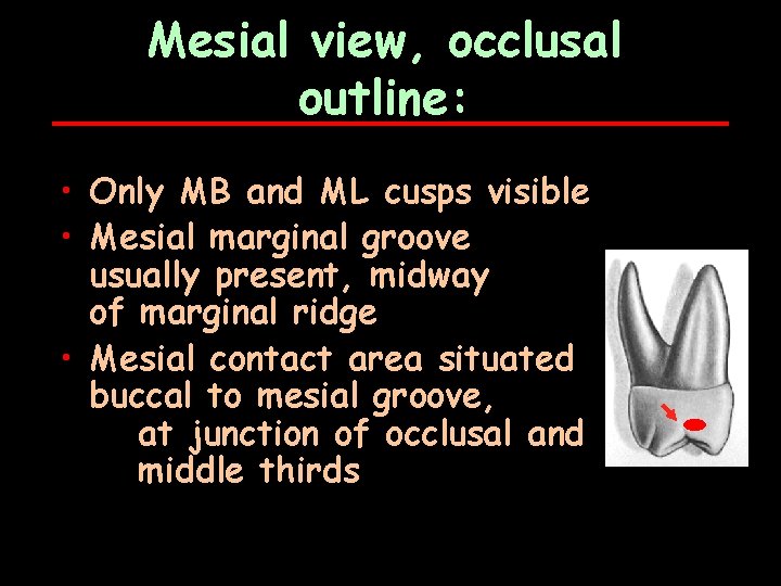 Mesial view, occlusal outline: • Only MB and ML cusps visible • Mesial marginal