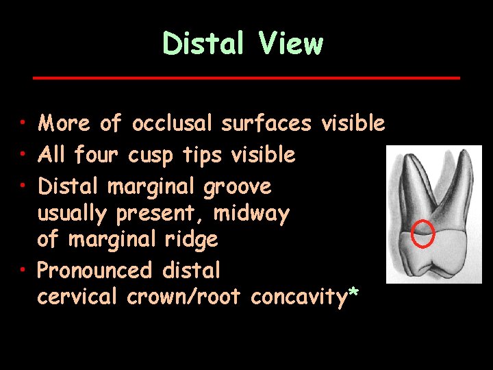 Distal View • More of occlusal surfaces visible • All four cusp tips visible