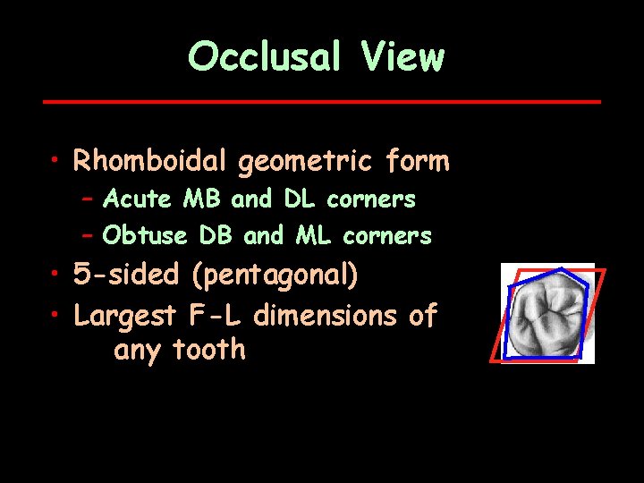 Occlusal View • Rhomboidal geometric form – Acute MB and DL corners – Obtuse