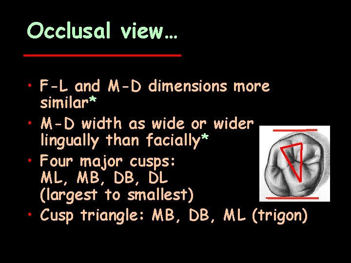 Occlusal view… • F-L and M-D dimensions more similar* • M-D width as wide