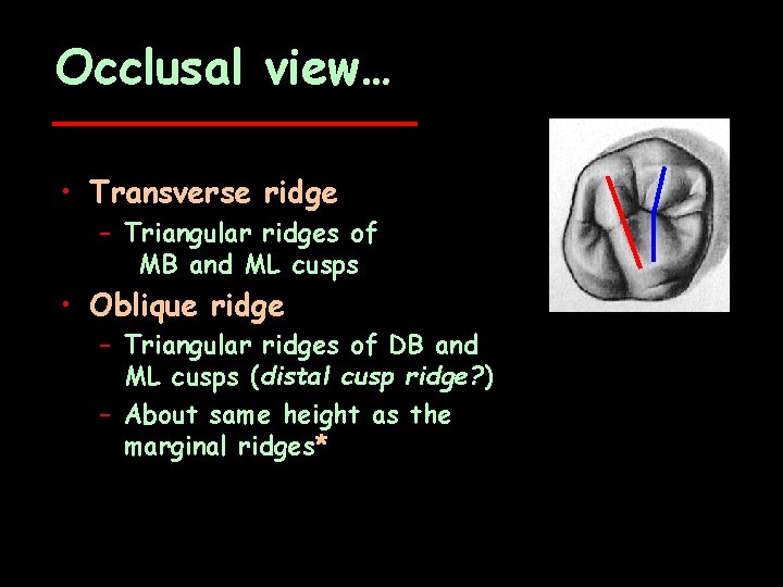 Occlusal view… • Transverse ridge – Triangular ridges of MB and ML cusps •