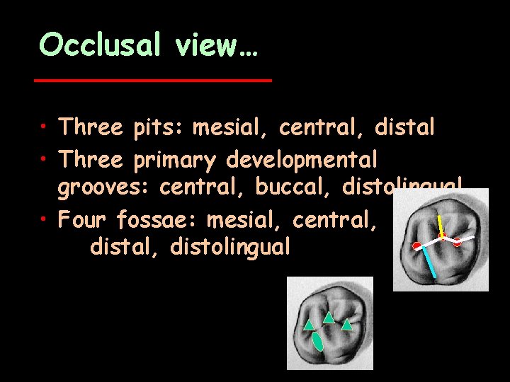 Occlusal view… • Three pits: mesial, central, distal • Three primary developmental grooves: central,