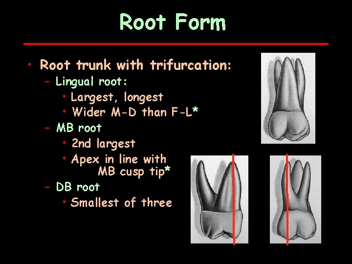 Root Form • Root trunk with trifurcation: – Lingual root: • Largest, longest •