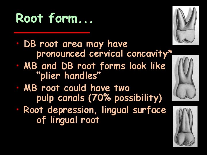 Root form. . . • DB root area may have pronounced cervical concavity* •