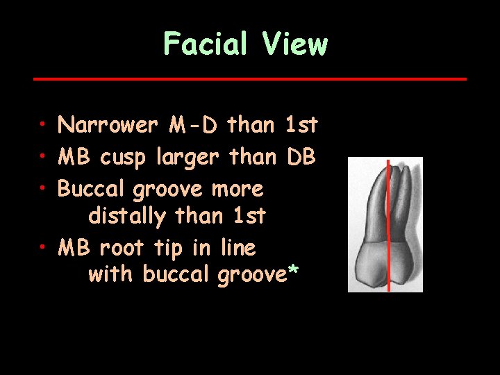 Facial View • Narrower M-D than 1 st • MB cusp larger than DB