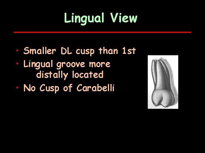 Lingual View • Smaller DL cusp than 1 st • Lingual groove more distally