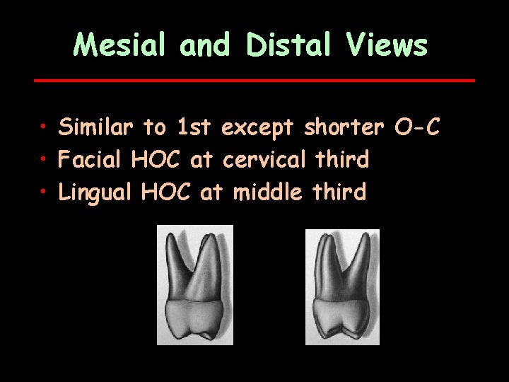 Mesial and Distal Views • Similar to 1 st except shorter O-C • Facial