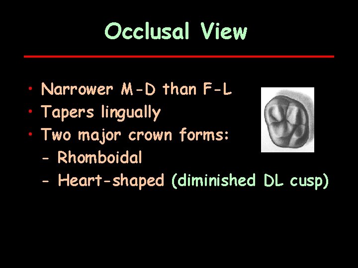 Occlusal View • Narrower M-D than F-L • Tapers lingually • Two major crown
