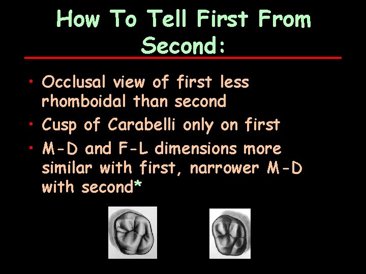 How To Tell First From Second: • Occlusal view of first less rhomboidal than