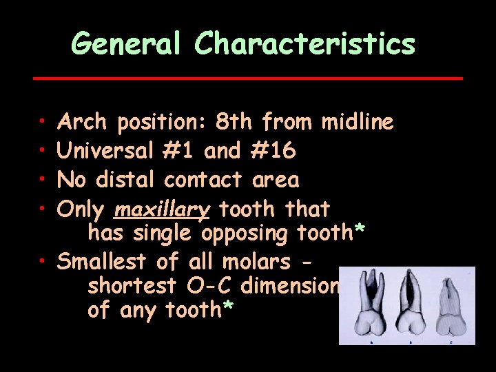 General Characteristics • • Arch position: 8 th from midline Universal #1 and #16