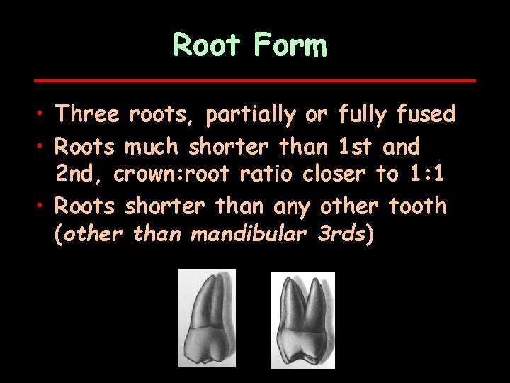 Root Form • Three roots, partially or fully fused • Roots much shorter than