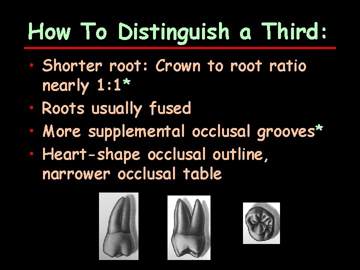 How To Distinguish a Third: • Shorter root: Crown to root ratio nearly 1: