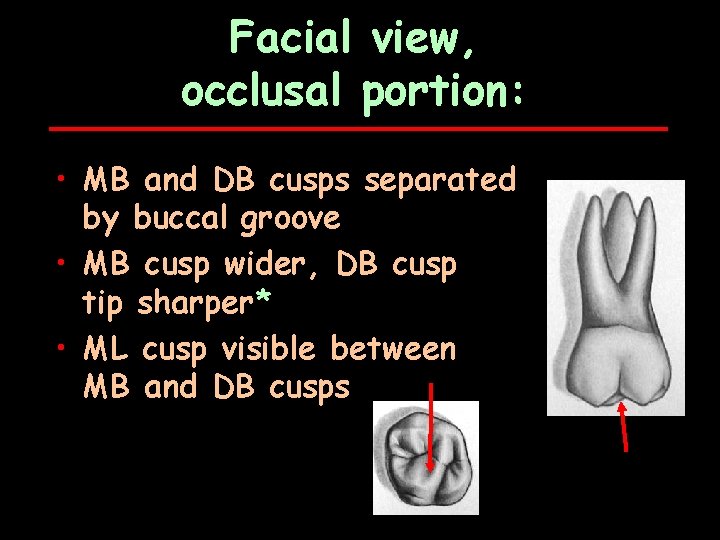Facial view, occlusal portion: • MB and DB cusps separated by buccal groove •
