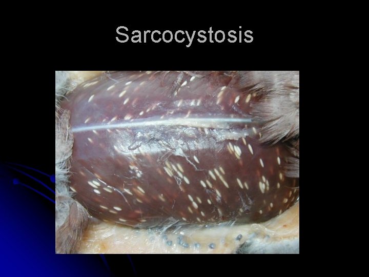 Sarcocystosis 