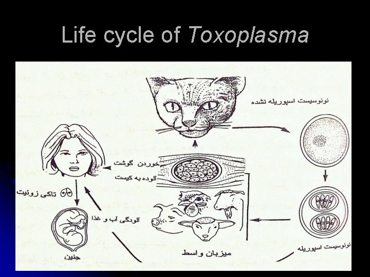 Life cycle of Toxoplasma 