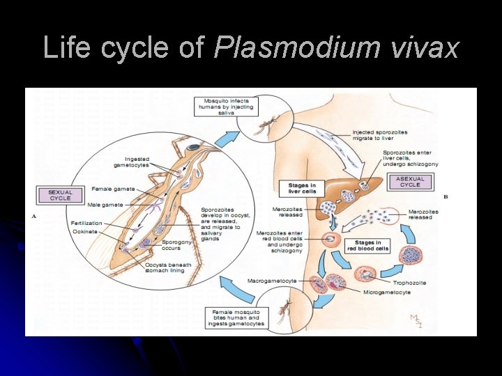 Life cycle of Plasmodium vivax 