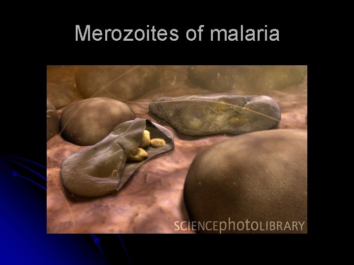 Merozoites of malaria 