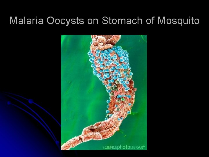 Malaria Oocysts on Stomach of Mosquito 