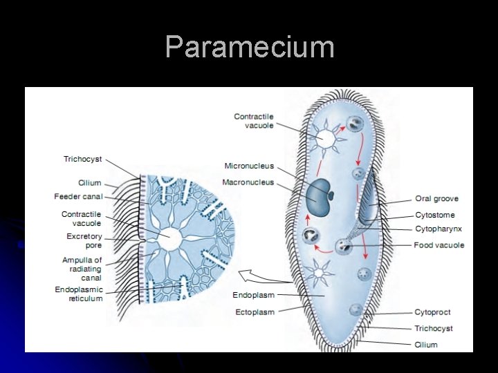 Paramecium 