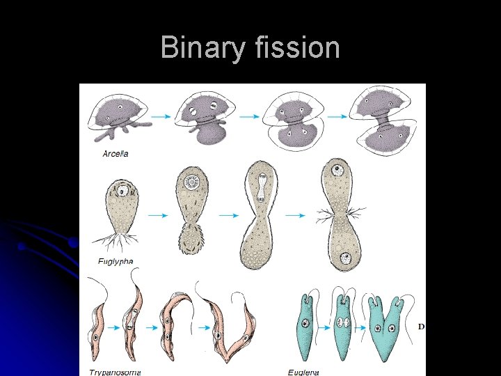 Binary fission 