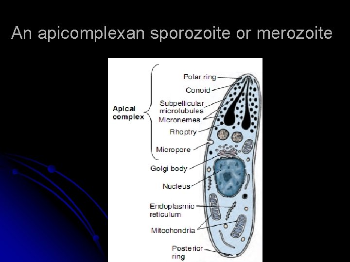An apicomplexan sporozoite or merozoite 