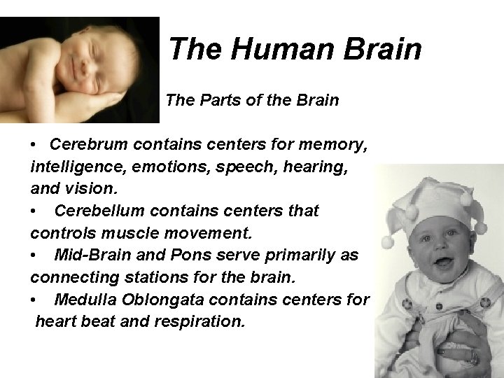 The Human Brain The Parts of the Brain • Cerebrum contains centers for memory,