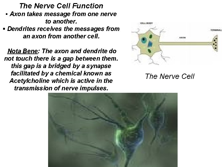 The Nerve Cell Function § Axon takes message from one nerve to another. §