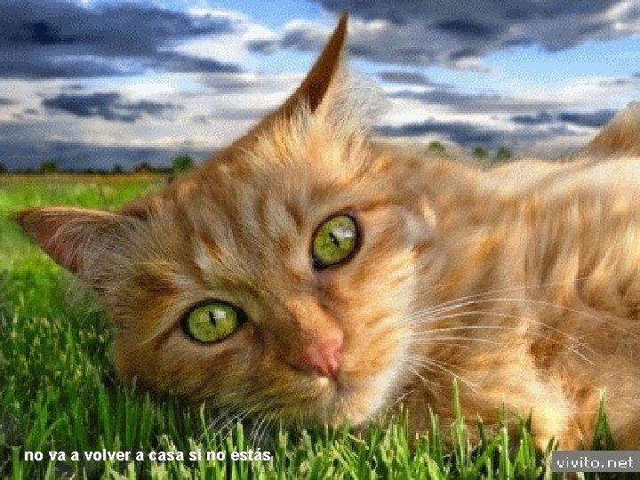 no va a volver a casa si no estás 