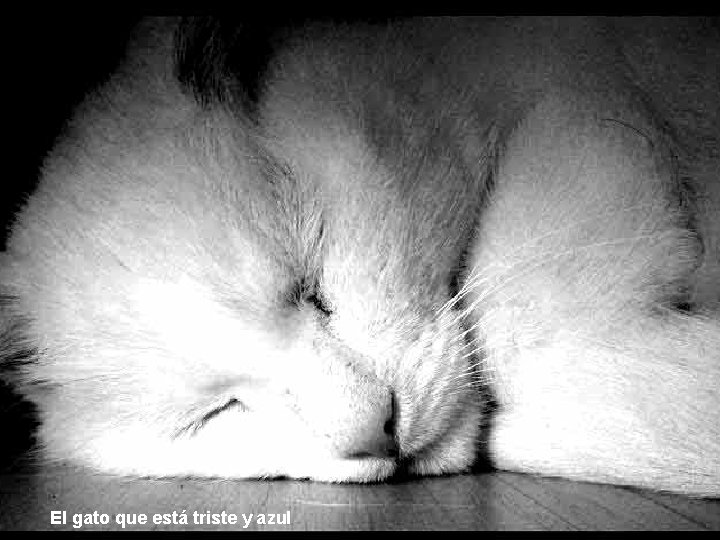 El gato que está triste y azul 