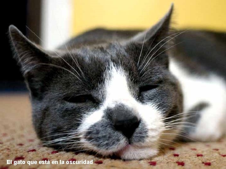 El gato que está en la oscuridad 