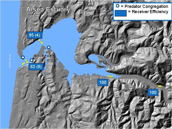 = Predator Congregation = Receiver Efficiency Alsea Estuary 95 (4) 82 (8) 100 = Predator Congregation = Receiver Efficiency Alsea Estuary 95 (4) 82 (8) 100