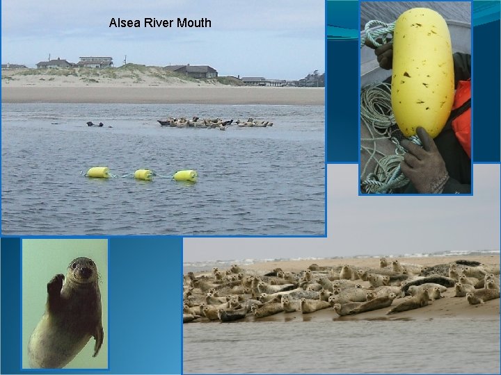 Alsea River Mouth 