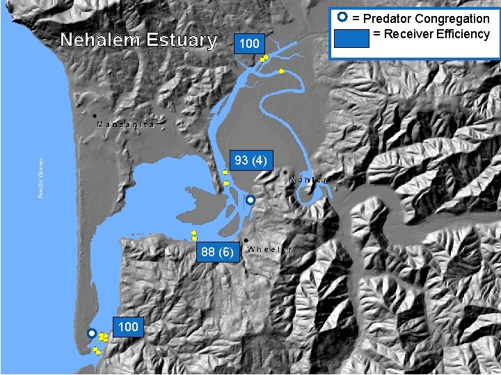 Nehalem Estuary 100 93 (4) 88 (6) 100 = Predator Congregation = Receiver Efficiency