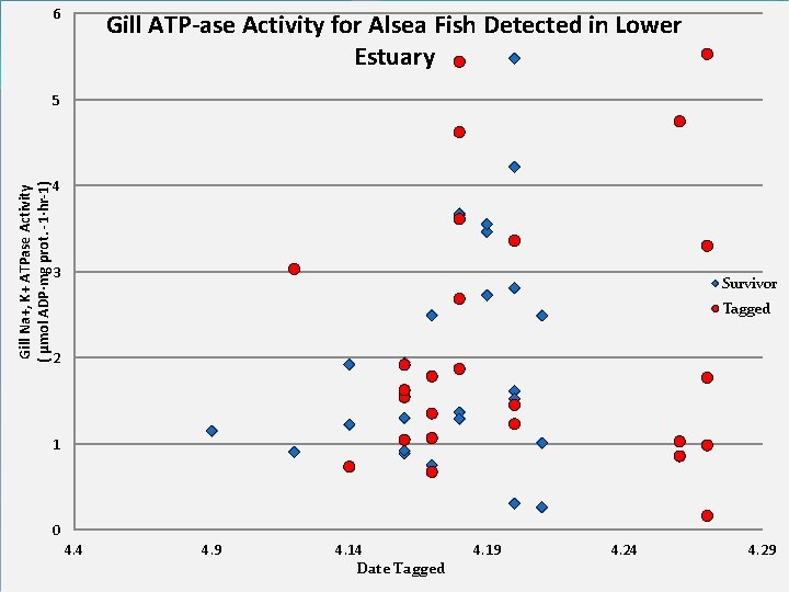 6 Gill ATP-ase Activity for Alsea Fish Detected in Lower Estuary Gill Na+, K+