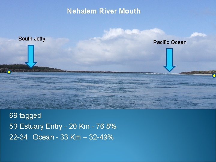 Nehalem River Mouth South Jetty 69 tagged 53 Estuary Entry - 20 Km -