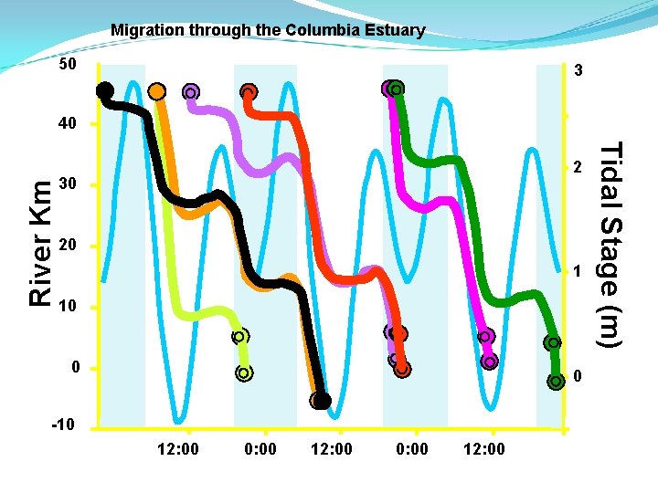 Migration through the Columbia Estuary 50 3 2 30 20 1 10 0 Tidal