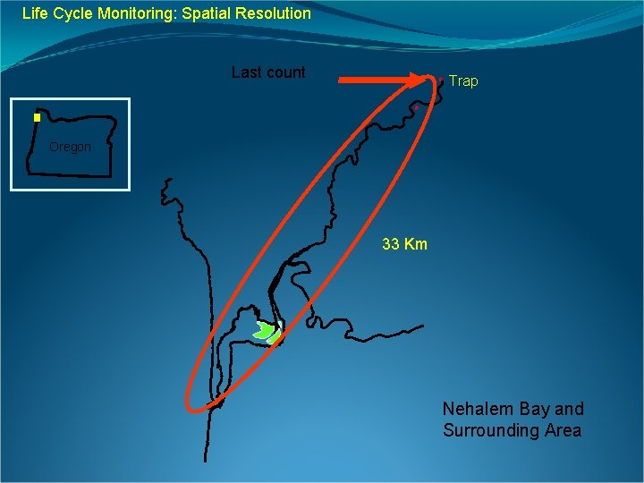 Life Cycle Monitoring: Spatial Resolution Last count # Trap # Oregon 33 Km Nehalem