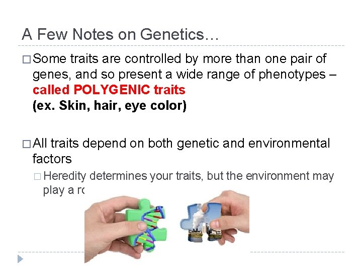 A Few Notes on Genetics… � Some traits are controlled by more than one