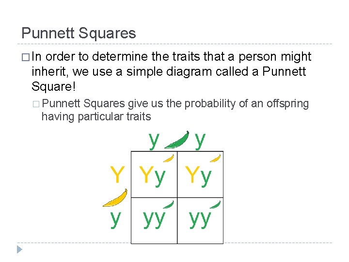 Punnett Squares � In order to determine the traits that a person might inherit,