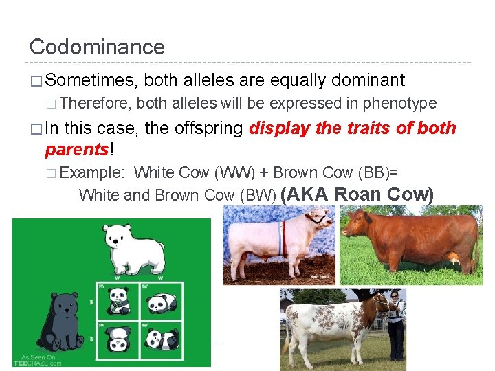 Codominance � Sometimes, � Therefore, both alleles are equally dominant both alleles will be