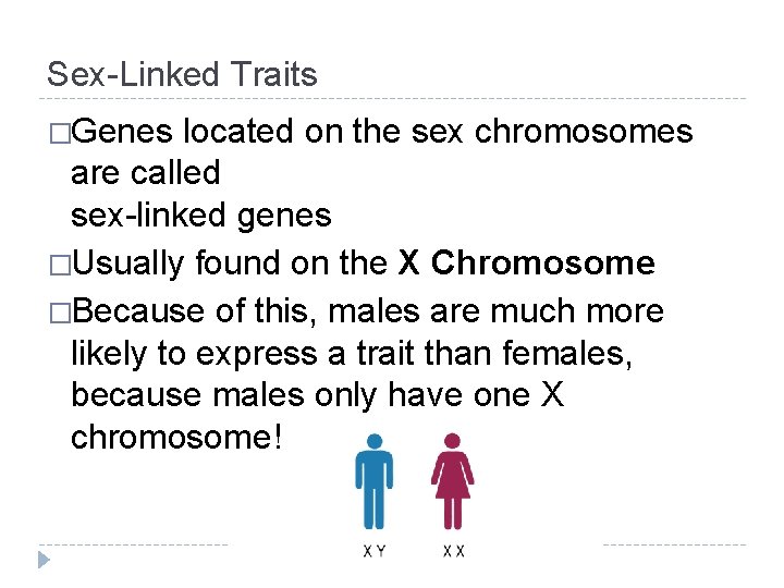 Sex-Linked Traits �Genes located on the sex chromosomes are called sex-linked genes �Usually found