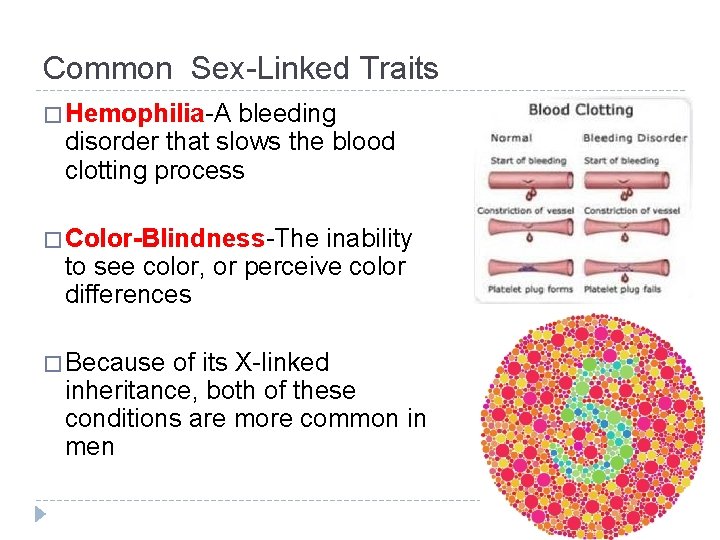 Common Sex-Linked Traits � Hemophilia-A bleeding disorder that slows the blood clotting process �