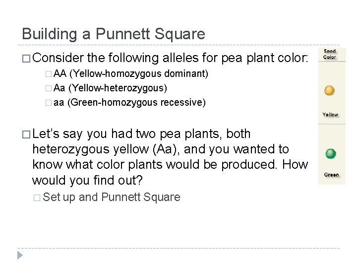 Building a Punnett Square � Consider the following alleles for � AA (Yellow-homozygous dominant)