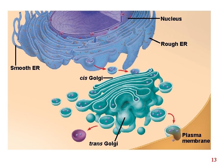 Nucleus Rough ER Smooth ER cis Golgi trans Golgi Plasma membrane 13 