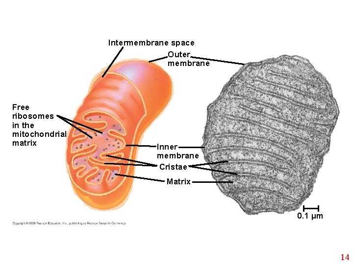 Intermembrane space Outer membrane Free ribosomes in the mitochondrial matrix Inner membrane Cristae Matrix