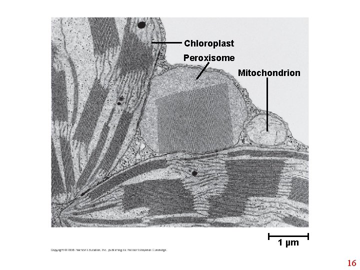 Chloroplast Peroxisome Mitochondrion 1 µm 16 
