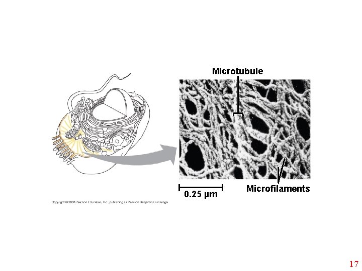 Microtubule 0. 25 µm Microfilaments 17 