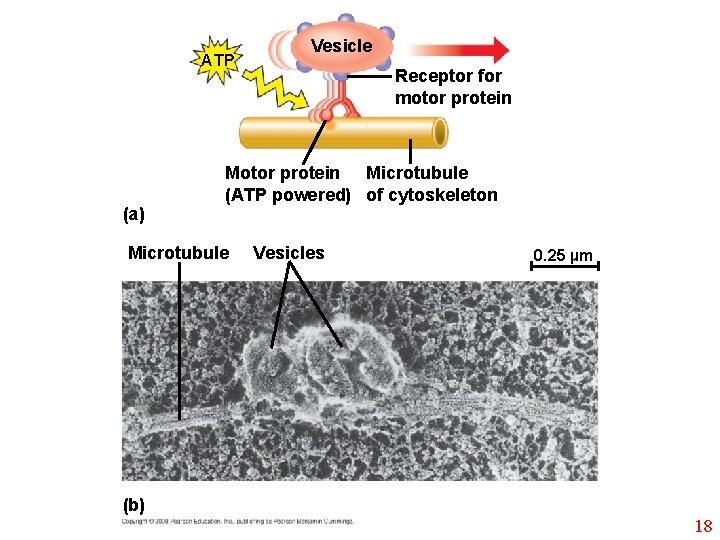 ATP (a) Vesicle Receptor for motor protein Microtubule (ATP powered) of cytoskeleton Microtubule Vesicles