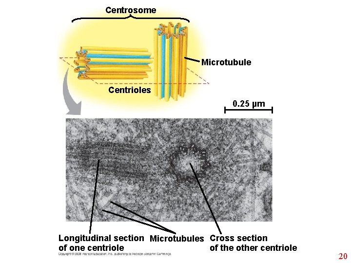 Centrosome Microtubule Centrioles 0. 25 µm Longitudinal section Microtubules Cross section of one centriole
