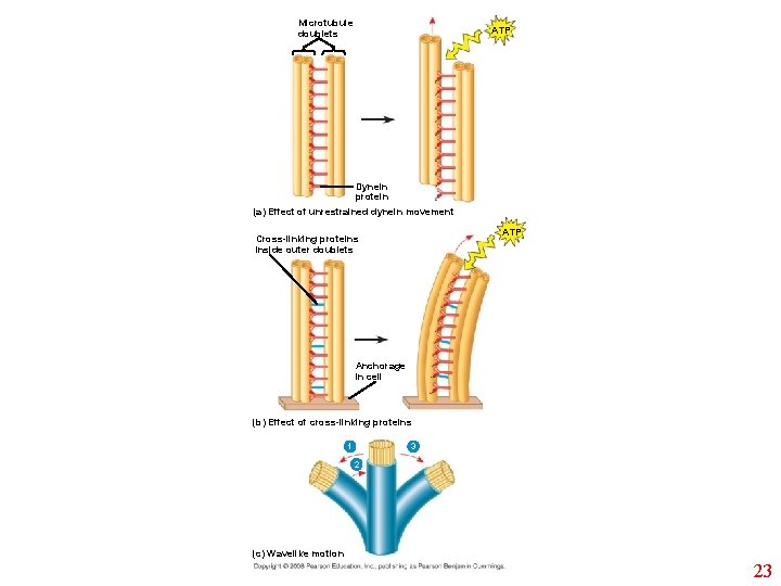 Microtubule doublets ATP Dynein protein (a) Effect of unrestrained dynein movement ATP Cross-linking proteins